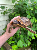 Homes Hinge-back Tortoise Adult Female