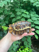 Homes Hinge-back Tortoise Adult Female