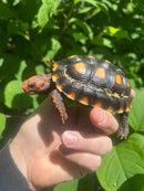 Brazilian Cherryhead Tortoise 2021