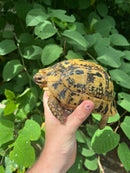 Libyan Greek Tortoise Adult Female