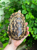 Homes Hinge-back Tortoise Adult Female