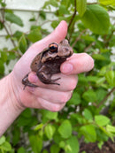 Smokey Mountain Jungle Frogs (Leptodactylus pentadactylus)