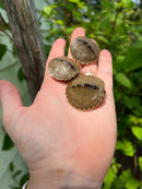 Escambia Map Turtle Baby (Graptemus ernsti)