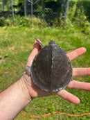 Fly River Turtle Baby