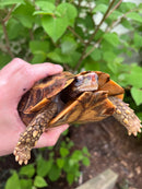 Homes Hinge-back Tortoise Adult Pair