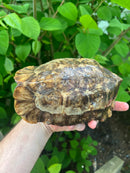 Homes Hinge-back Tortoise Adult Pair