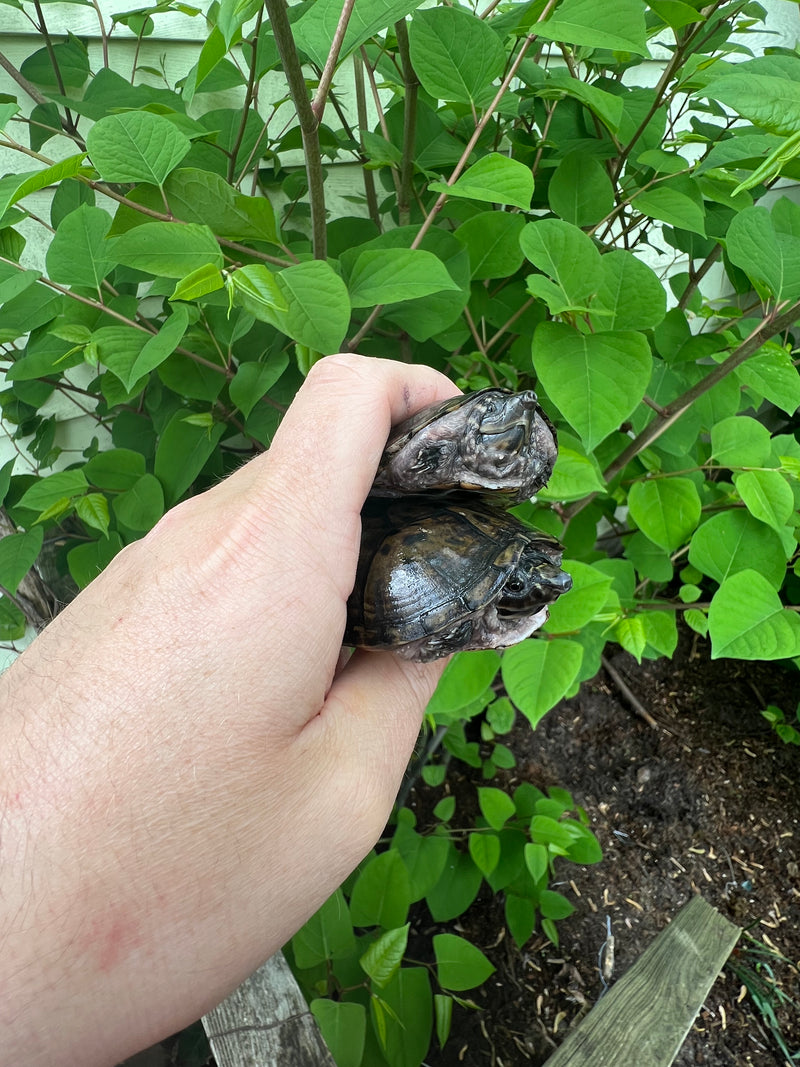 Stripe-necked Musk Turtle Adult Pair