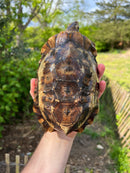 Homes Hinge-back Tortoise Adult Pair