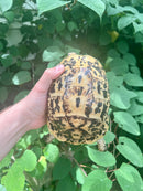 Libyan Greek Tortoise Adult Female