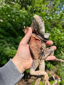 Australian Frilled Dragon Adult Female (Chlamydosaurus kingii)