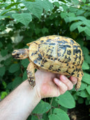 Libyan Greek Tortoise Adult Female