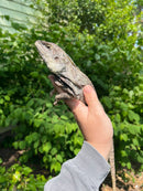 Australian Frilled Dragon Adult Female (Chlamydosaurus kingii)