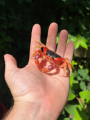 Barbados Red Devil Moon Land Crabs (Gecarcinus lateralis)