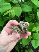Barbour's  Map Turtle Baby (Graptemus barbouri)