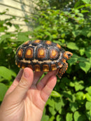 Brazilian Cherryhead Tortoise 2021