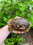 Homes Hinge-back Tortoise Adult Pair