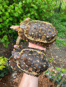 Homes Hinge-back Tortoise Adult Pair