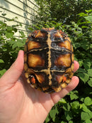 Brazilian Cherryhead Tortoise 2021