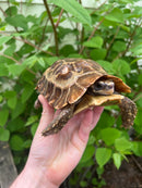 Homes Hinge-back Tortoise Adult Pair