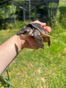 Fly River Turtle Baby