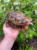 Homes Hinge-back Tortoise Adult Pair