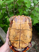 Homes Hinge-back Tortoise Adult Pair