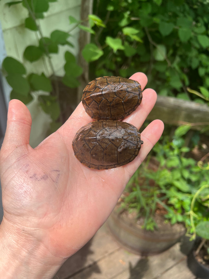 Stripe-necked Musk Turtle Adult Pair