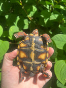 Brazilian Cherryhead Tortoise 2021
