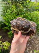 Homes Hinge-back Tortoise Adult Pair