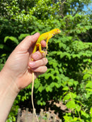 Albino Green Iguana (Iguana iguana)