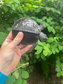 Fly River Turtle Baby