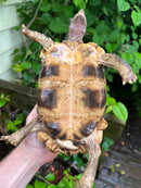Homes Hinge-back Tortoise Adult Female