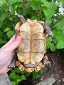 Homes Hinge-back Tortoise Adult Pair