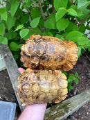 Homes Hinge-back Tortoise Adult Pair