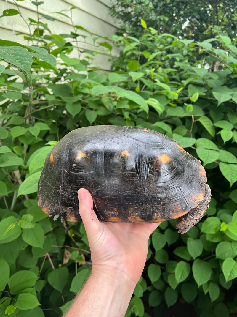 Suriname Red Foot Tortoise Adult Pair 2 (Chelonoidis carbonaria)