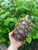 Homes Hinge-back Tortoise Adult Pair