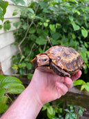 Homes Hinge-back Tortoise Adult Female