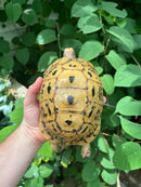 Libyan Greek Tortoise Adult Female