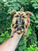 Libyan Greek Tortoise Adult Male