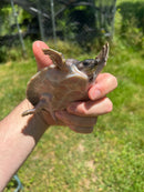 Fly River Turtle Baby