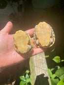 Pastel Florida Chicken Turtle Yearling Pair (Deirochelys reticularia chrysea)