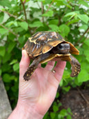 Homes Hinge-back Tortoise Adult Pair