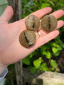 Escambia Map Turtle Baby (Graptemus ernsti)