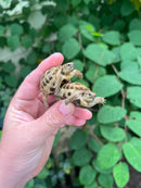 Russian Tortoise Babies (Testudo horsfieldii)