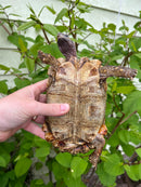 Homes Hinge-back Tortoise Adult Pair