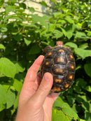 Brazilian Cherryhead Tortoise 2021