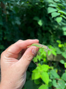 Barbados Giant Anole (Anolis extremus)