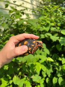 Brazilian Cherryhead Tortoise 2021