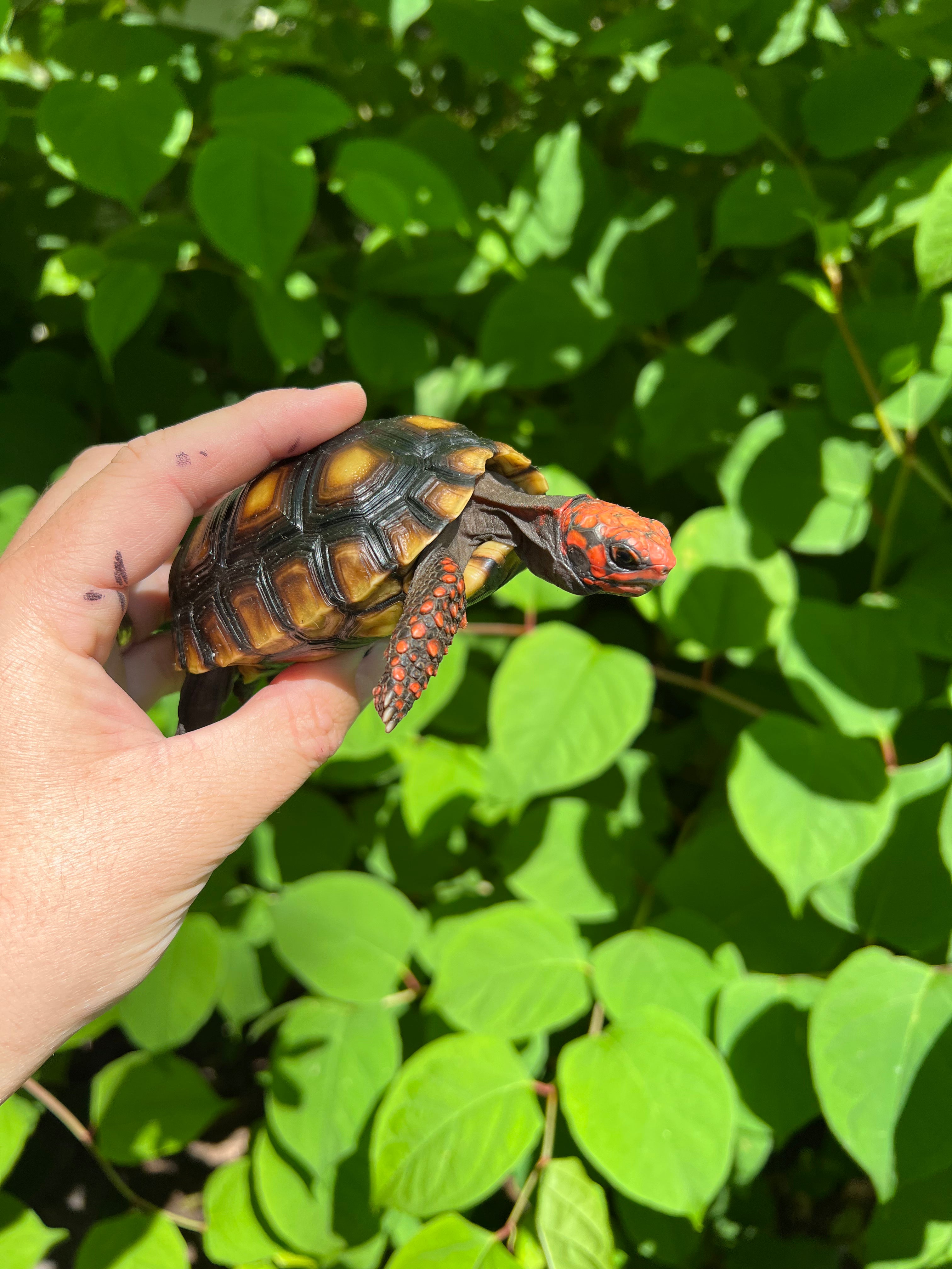 Brazilian Cherryhead Tortoise For Sale | American Reptile Distributors