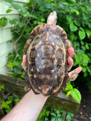 Homes Hinge-back Tortoise Adult Female